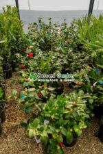 Camellia japonica ( Camelie japoneza ) - imagine 4