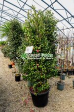 Camellia sasanqua KANJIRO ( Camelia sasanqua Kanjiro )
