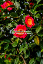 Camellia sasanqua KANJIRO ( Camelia sasanqua Kanjiro ) - imagine 2
