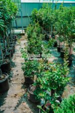 Lagestroemia indica var ( Liliac indian ) - imagine 2