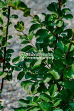 Lagestroemia indica var ( Liliac indian ) - imagine 3