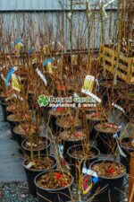 Lagestroemia indica var ( Liliac indian ) - imagine 4