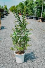 Lagestroemia indica var ( Liliac indian )