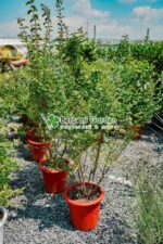 Lagestroemia indica var ( Liliac indian ) - imagine 2
