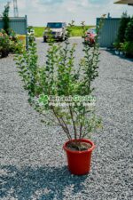 Lagestroemia indica var ( Liliac indian ) - imagine 4