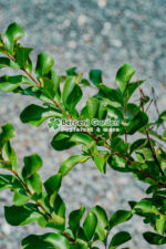Lagestroemia indica var ( Liliac indian ) - imagine 5