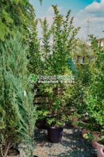Lagestroemia indica var ( Liliac indian ) - imagine 6
