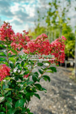 Lagestroemia indica var PA ( Liliac indian PA ) - imagine 2