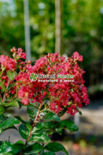 Lagestroemia indica var PA ( Liliac indian PA ) - imagine 3