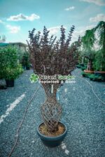Lagerstoemia Black Diamond Best Red Amphora ( Liliac indian Black Diamond Amphora)