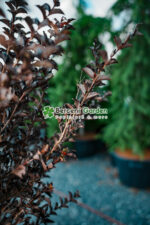 Lagerstoemia Black Diamond Best Red Amphora ( Liliac indian Black Diamond Amphora) - imagine 2