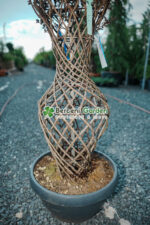 Lagerstoemia Black Diamond Best Red Amphora ( Liliac indian Black Diamond Amphora) - imagine 3