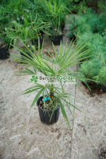 Chamaerops ( trachycarpus ) Fortunei ( Palmierul moara de vant chinezesc )
