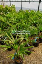Chamaerops ( trachycarpus ) Fortunei ( Palmierul moara de vant chinezesc ) - imagine 2