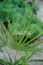 Chamaerops ( trachycarpus ) Fortunei ( Palmierul moara de vant chinezesc ) - imagine 3