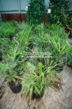 Chamaerops ( trachycarpus ) Fortunei ( Palmierul moara de vant chinezesc ) - imagine 4