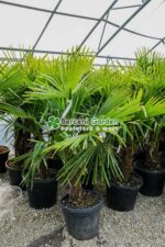Chamaerops ( trachycarpus ) Fortunei ( Palmierul moara de vant chinezesc )