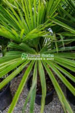 Chamaerops ( trachycarpus ) Fortunei ( Palmierul moara de vant chinezesc ) - imagine 2