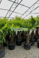 Chamaerops ( trachycarpus ) Fortunei ( Palmierul moara de vant chinezesc )