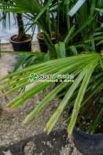 Chamaerops ( trachycarpus ) Fortunei ( Palmierul moara de vant chinezesc ) - imagine 2
