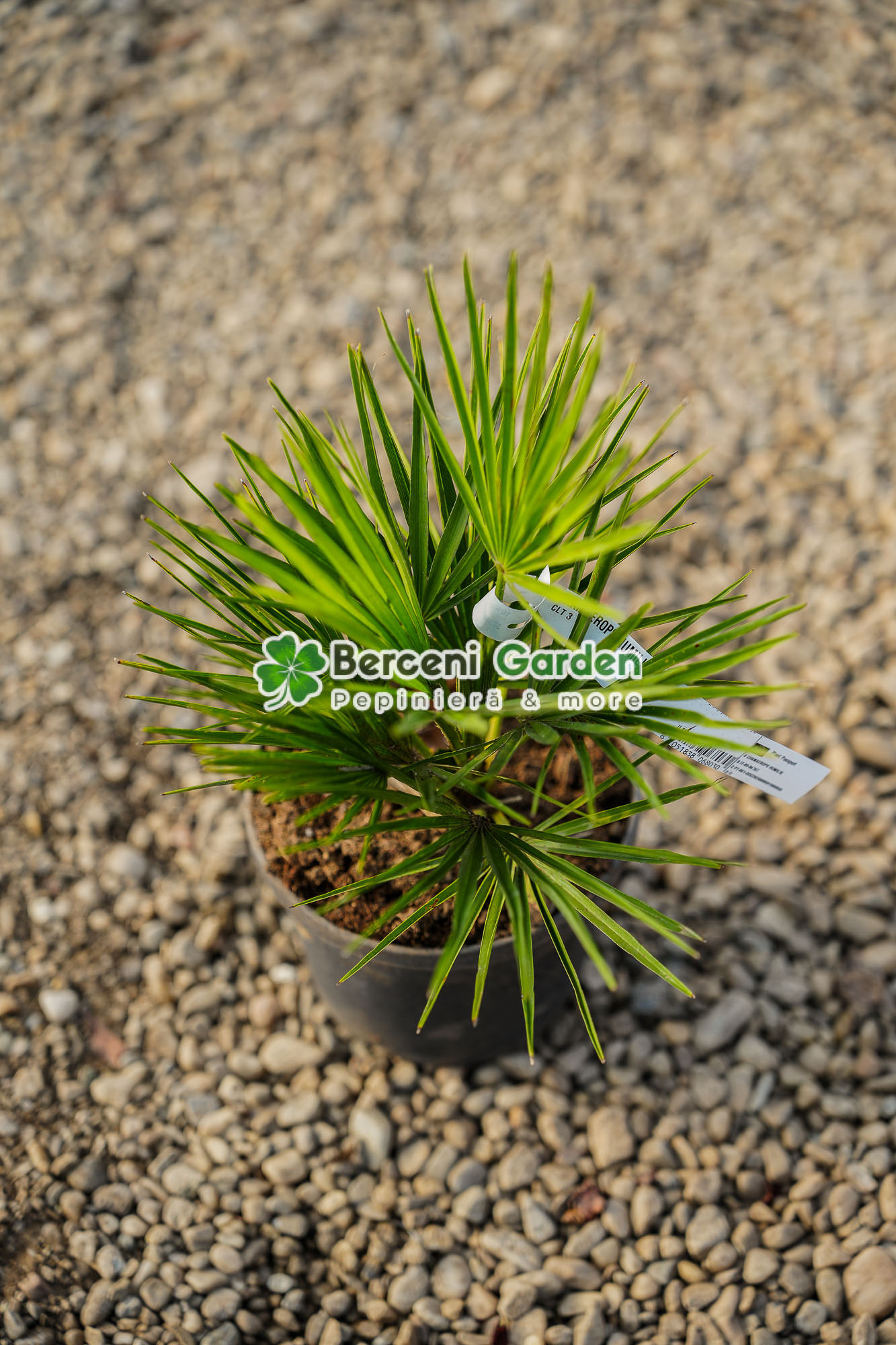 vanzare-plante-online-40.11.01.1 Chamaerops humilis ( Palmier european evantai ) - imagine 1