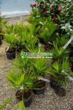 Chamaerops humilis ( Palmier european evantai ) - imagine 2