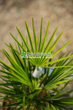 Chamaerops humilis ( Palmier european evantai ) - imagine 3