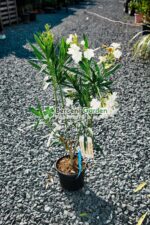 Nerium Oleander ( Leandru )