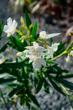 Nerium Oleander ( Leandru ) - imagine 3