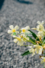 Nerium Oleander ( Leandru ) - imagine 4