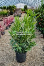 Nerium Oleander ( Leandru )