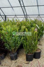 Nerium Oleander ( Leandru ) - imagine 2