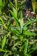 Nerium Oleander ( Leandru ) - imagine 3