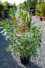 Nerium Oleander ( Leandru ) - imagine 4