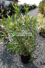 Nerium Oleander ( Leandru ) - imagine 5