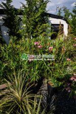 Nerium Oleander ( Leandru ) - imagine 6
