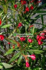 Nerium Oleander ( Leandru ) - imagine 7