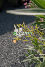 Nerium Oleander ( Leandru ) - imagine 8