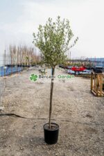 Olea europaea PA ( Maslin )