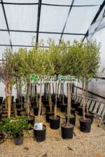 Olea europaea PA ( Maslin ) - imagine 2
