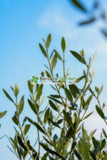 Olea europaea PA ( Maslin ) - imagine 3