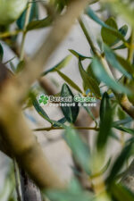 Olea europaea PA ( Maslin ) - imagine 4