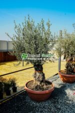 Olea europaea Bonsai ( Maslin Bonsai )