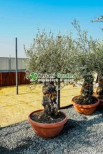 Olea europaea Bonsai ( Maslin Bonsai ) - imagine 2