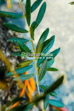 Olea europaea Bonsai ( Maslin Bonsai ) - imagine 3