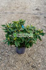 Rhododendron hybridum ( Rododendron )