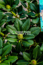 Rhododendron hybridum ( Rododendron ) - imagine 2