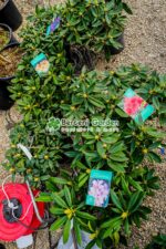 Rhododendron hybridum ( Rododendron ) - imagine 3