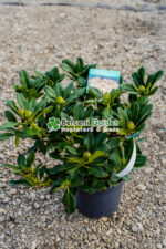 Rhododendron hybridum ( Rododendron ) - imagine 4