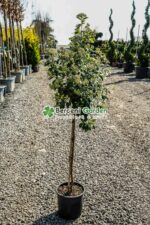 Viburnum Tinus Eve Price PA